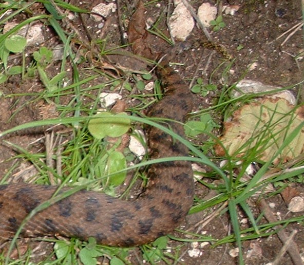 vipera